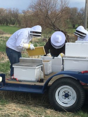 People working with bees on a trailer.