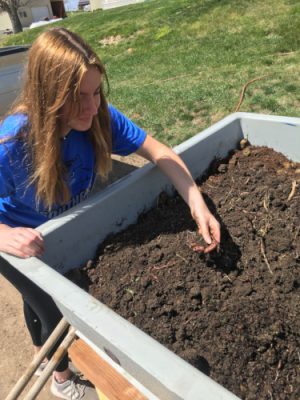 Girl planting seeds in a raised bed.