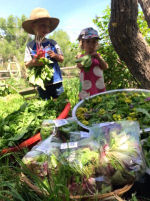 Kids picking garden vegetables.