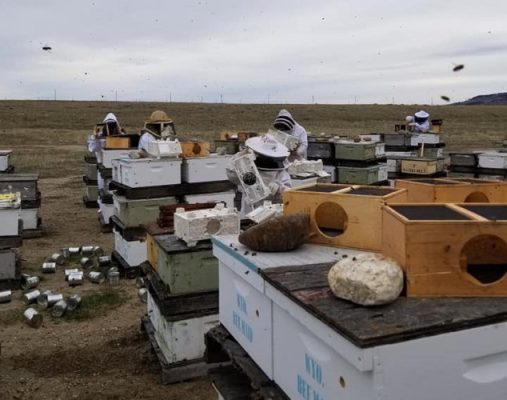 People working with bee hives