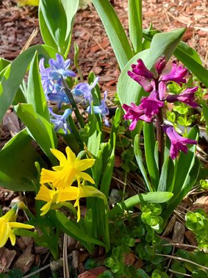 Flowers growing in a garden