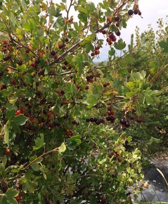 Currant bush