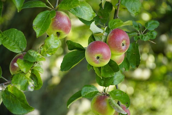 Apples growing on a tree