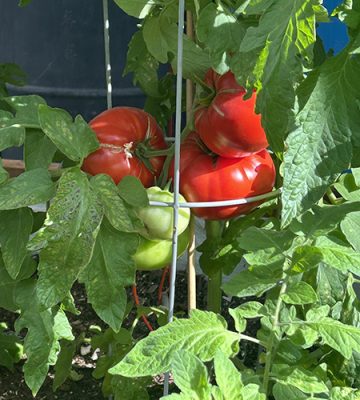 Tomato growing on a vine