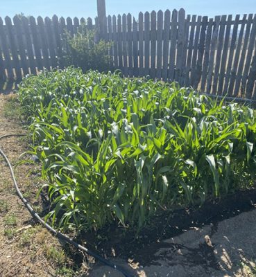 Corn growing in a garden