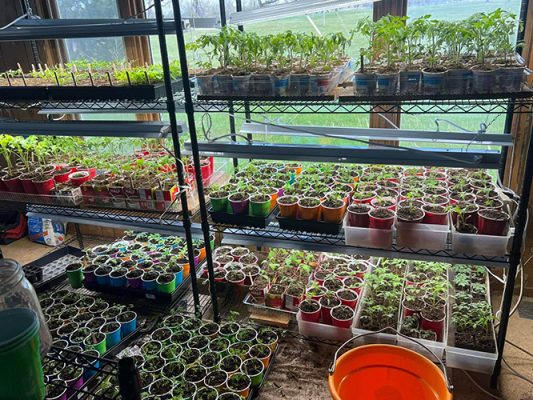 Sybille-Creek-Farms-1-500h Seedlings in trays