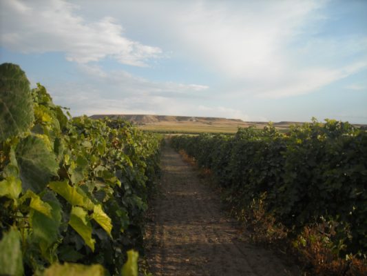 Vineyard