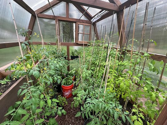 Plants growing in a greenhouse