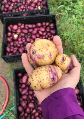 Hand holding potatoes