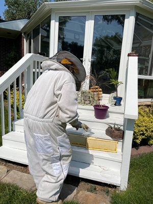 Person working with bees
