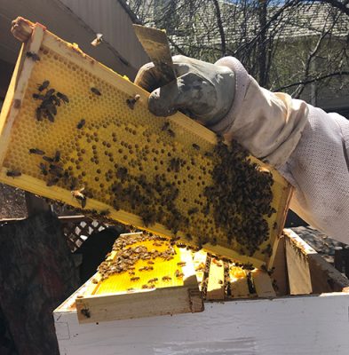 Hand holding honey frame