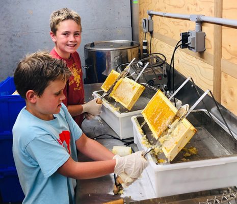 Two boys harvesting honey