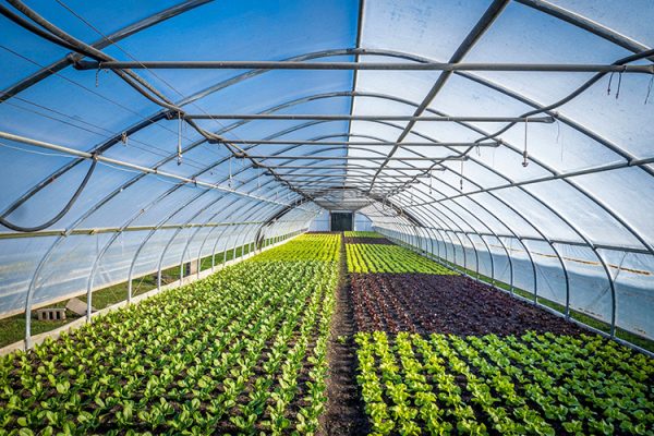 Plants growing in a greenhouse