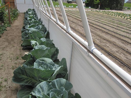 Cabbage growing in a greenhouse