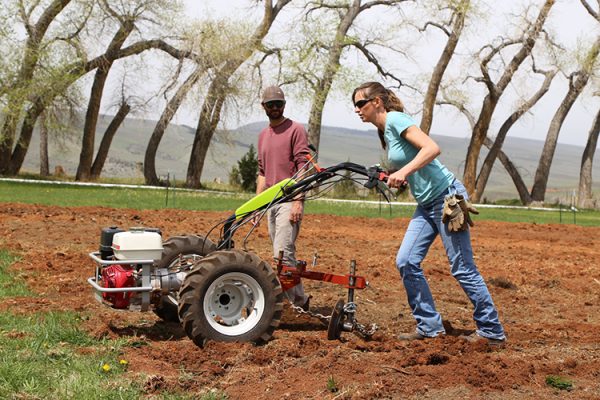 Woman rotatilling a garden