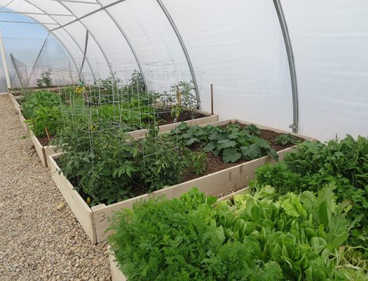 Raised beds in a high tunnel