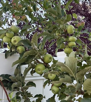 Apples growing on a tree