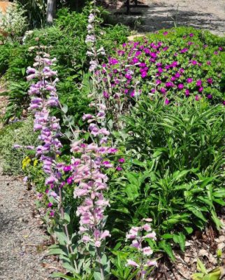 Garden with purple flowers