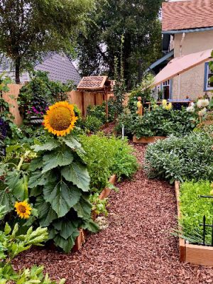 Garden with large sunflower