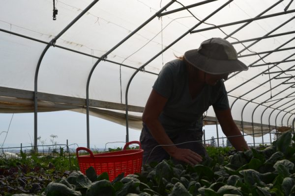 Person gardening inside a high tunnel