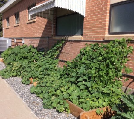 Plants growing beside brick building
