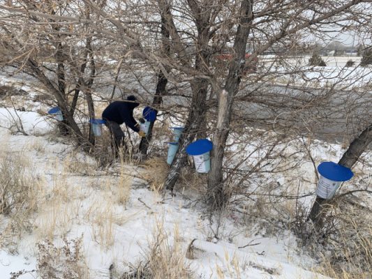 Person collecting tree sap
