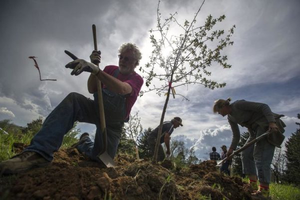 People working in an orchard