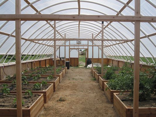 Plants growing in a greenhouse