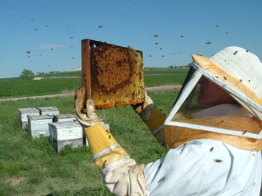 WDA_Apiary-Registration-and-Mapping-Program-500h Beekeeper at work