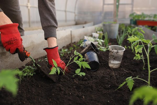Hands planting in a garden