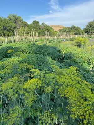 Vegetable and herb garden