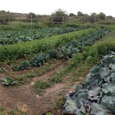 Garden with cabbages