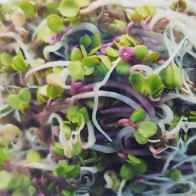 Microgreens