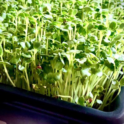 Microgreens