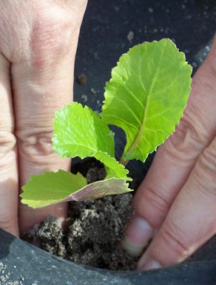 Hand planting young seedling
