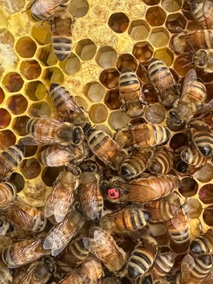 Wyoming-Bee-College-2-500h Bees