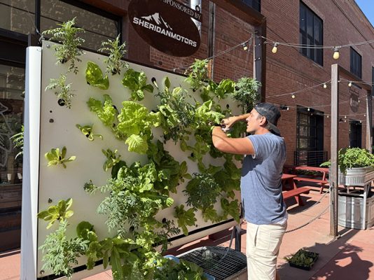 Man working on farm wall