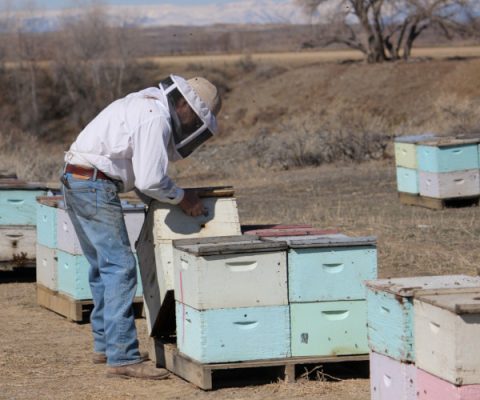 Man working with bee hives