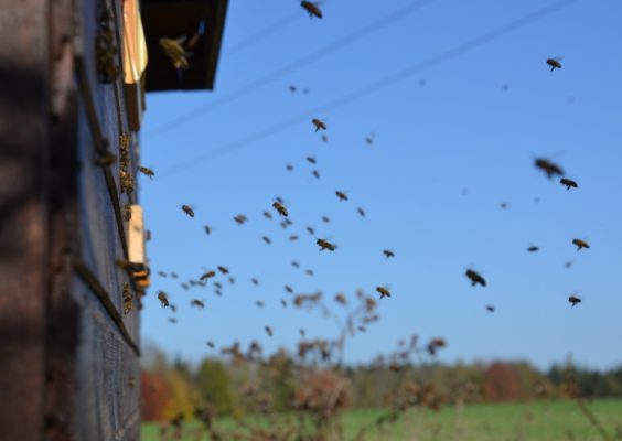 Bees flying outside a hive