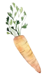 Carrot