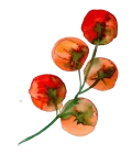 Cherry tomatoes