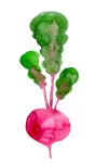 Beet
