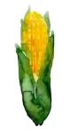 Ear of Corn