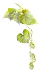 Hops