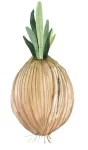 Onion