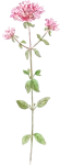 Oregano