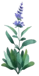 salvia-300h.webp