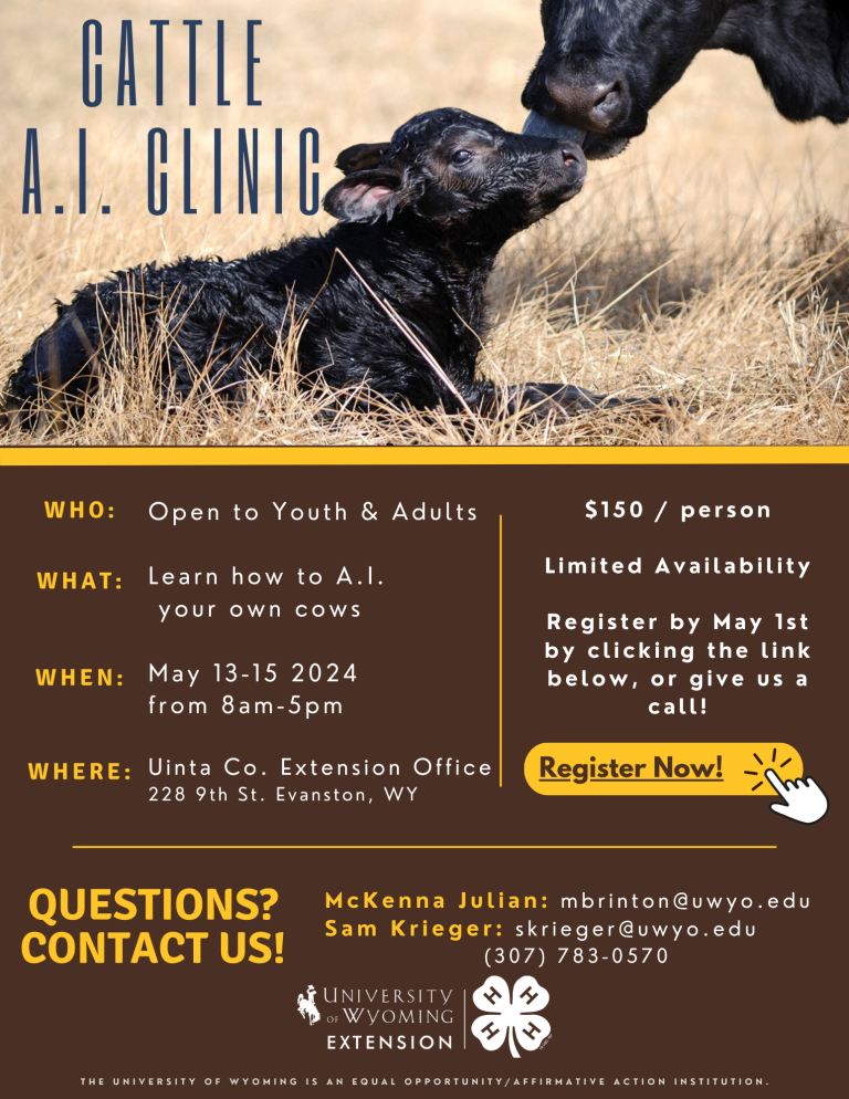 Uinta County Extension hosts a Cattle AI Clinic. May 13-15 2024, open to youth and adults